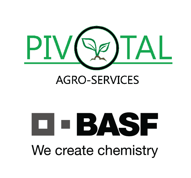 Hybrid-agri Blueberries